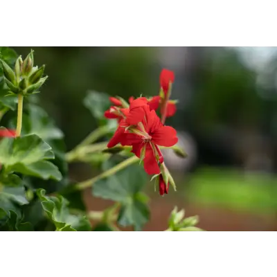 Slyngpelargonia, bilde 4
