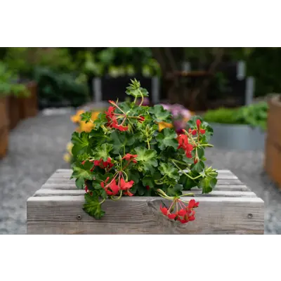 Slyngpelargonia, bilde 5