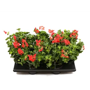 Slyngpelargonia