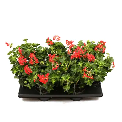 Slyngpelargonia