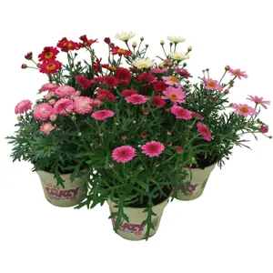Margeritt