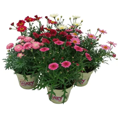 Margeritt