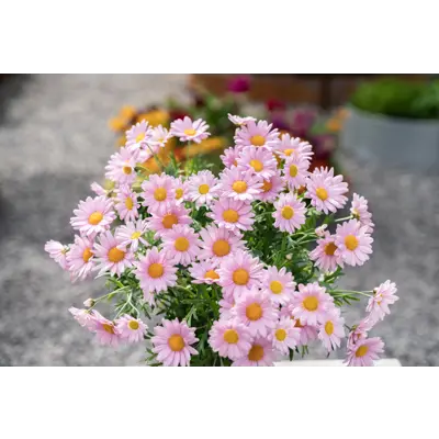 Margeritt, bilde 2