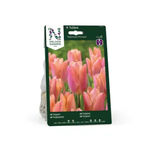 Høstløk tulipan Salmon Prince
