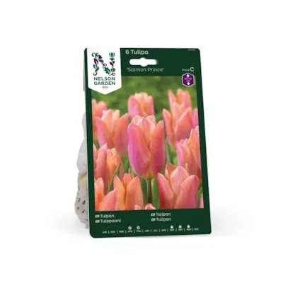 Høstløk tulipan Salmon Prince