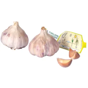 Setteløk hvitløk Germidour 2 stk