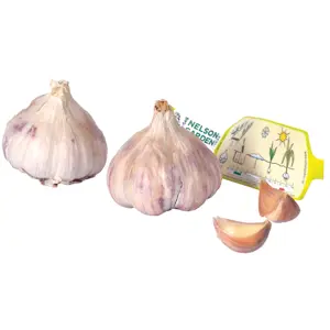 Setteløk hvitløk Germidour 2 stk