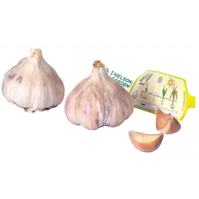 Setteløk hvitløk Germidour 2 stk