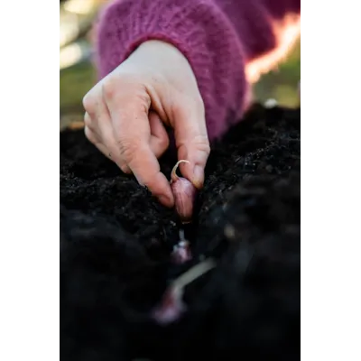 Setteløk hvitløk Lautrec