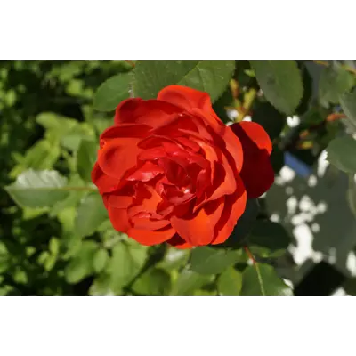 Rose Allotria