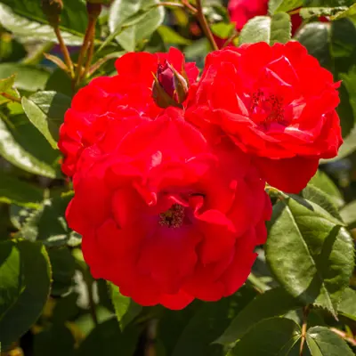 Rose Allotria, bilde 2