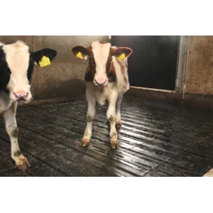 Gummimatte på spalt for kalv