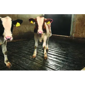 Gummimatte på spalt for kalv