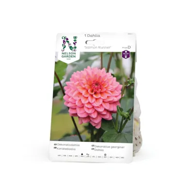 Vårløk dekorative georginer Salmon Runner