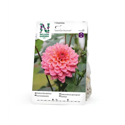 Vårløk dekorative georginer Salmon Runner