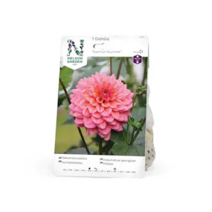 Vårløk dekorative georginer Salmon Runner