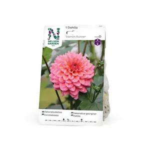 Vårløk dekorative georginer Salmon Runner