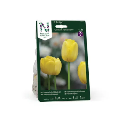 Høstløk tulipan Golden Apeldoorn