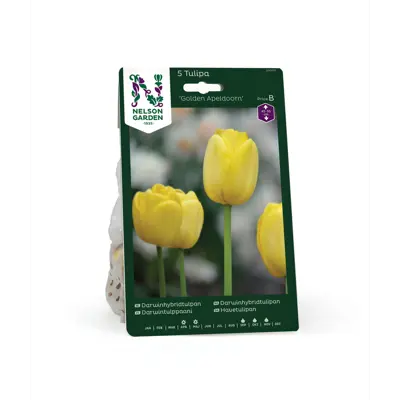 Høstløk tulipan Golden Apeldoorn