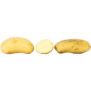 Settepotet Celandine