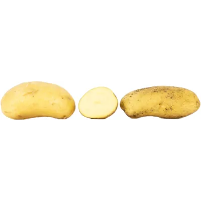 Settepotet Celandine