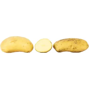 Settepotet Celandine