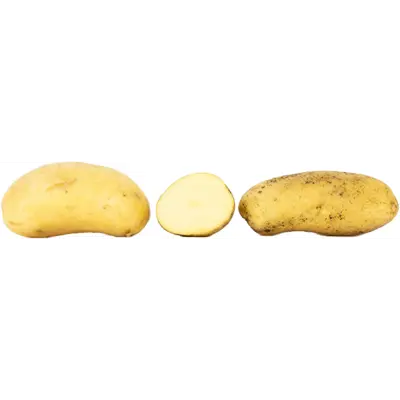 Settepotet Celandine