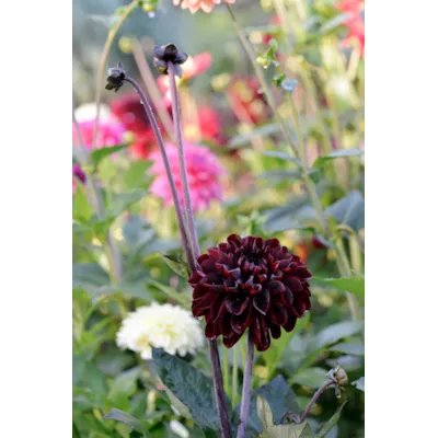 Høstløk dekorative georginer Manoa, bilde 2