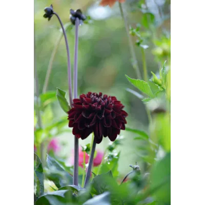 Høstløk dekorative georginer Manoa, bilde 3