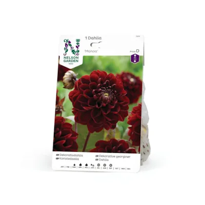 Høstløk dekorative georginer Manoa