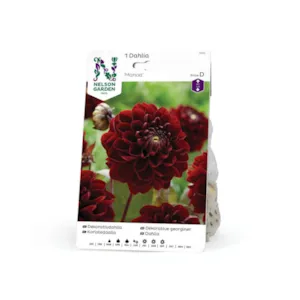 Høstløk dekorative georginer Manoa