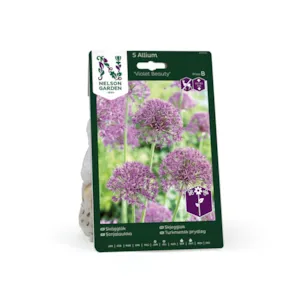 Høstløk skjeggløk Violet Beauty