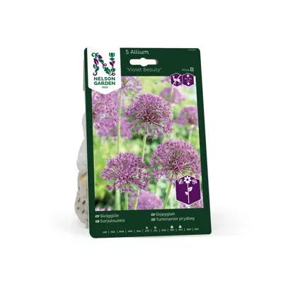 Høstløk skjeggløk Violet Beauty