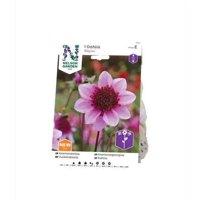 Vårløk anemonegeorgine Bayou, bilde 2