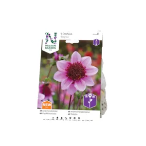 Vårløk anemonegeorgine Bayou