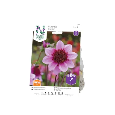 Vårløk anemonegeorgine Bayou