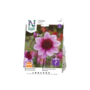 Vårløk anemonegeorgine Bayou