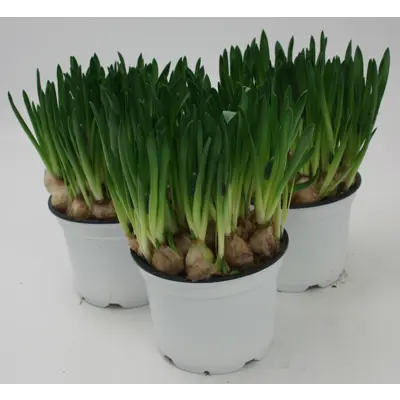Perleblomst