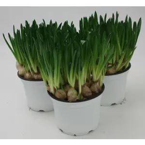 Perleblomst