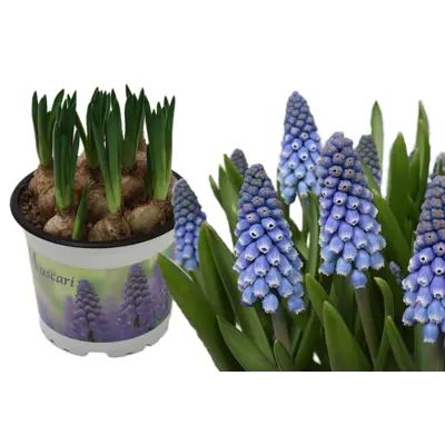 Perleblomst, bilde 2