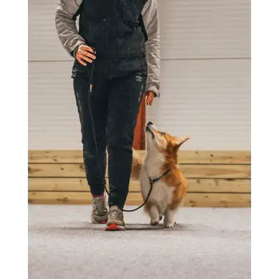 Retriverkobbel 160 cm svart, bilde 3