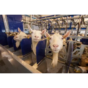 Parallellstall til geit