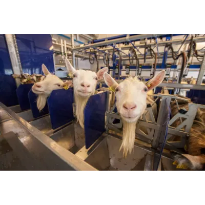 Parallellstall til geit