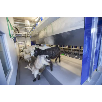 Parallellstall til geit, bilde 3