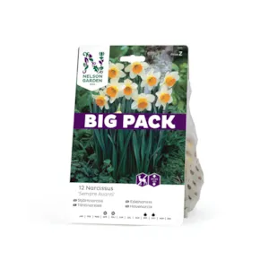 Høstløk edelnarsiss Sempre Avanti