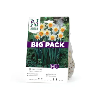 Høstløk edelnarsiss Sempre Avanti