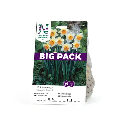 Høstløk edelnarsiss Sempre Avanti