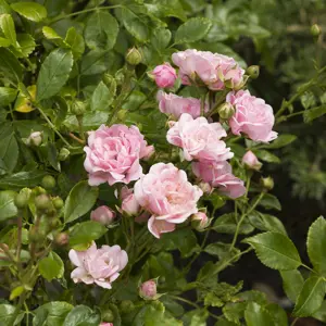 Rose Pink The fairy