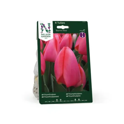 Høstløk tulipan Barre Alta