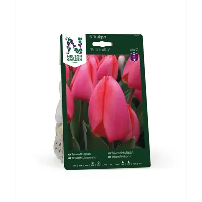 Høstløk tulipan Barre Alta